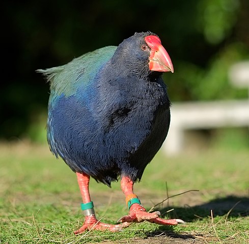 Male takahē walking on grass