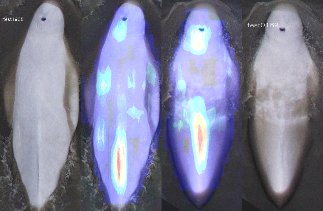 Examples of difficult query images.