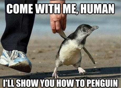 I'll show you how to penguin